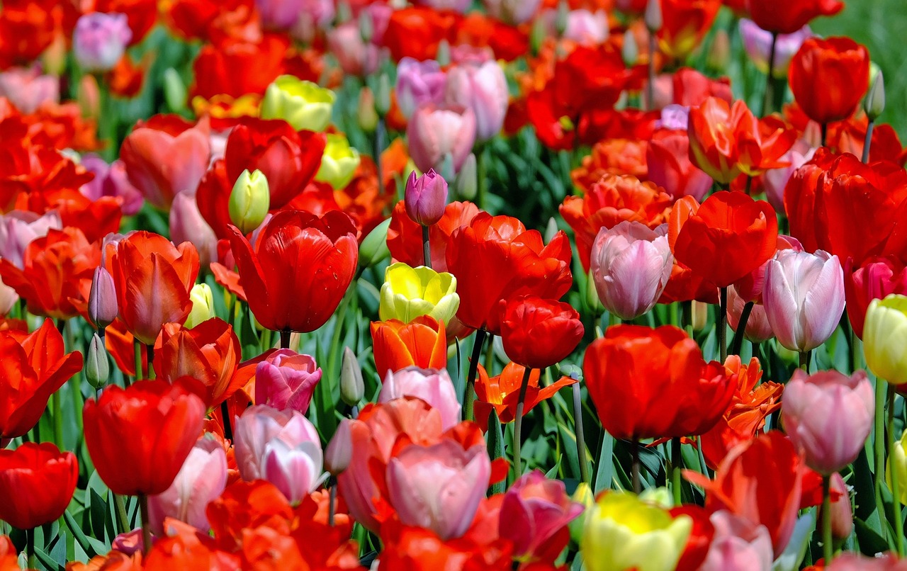 Hollandia ilyen csodahely! Saját tőzsdéje van a virágoknak 🌸