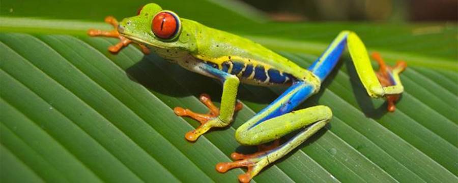 Costa Rica, ahol tényleg a természet irányít