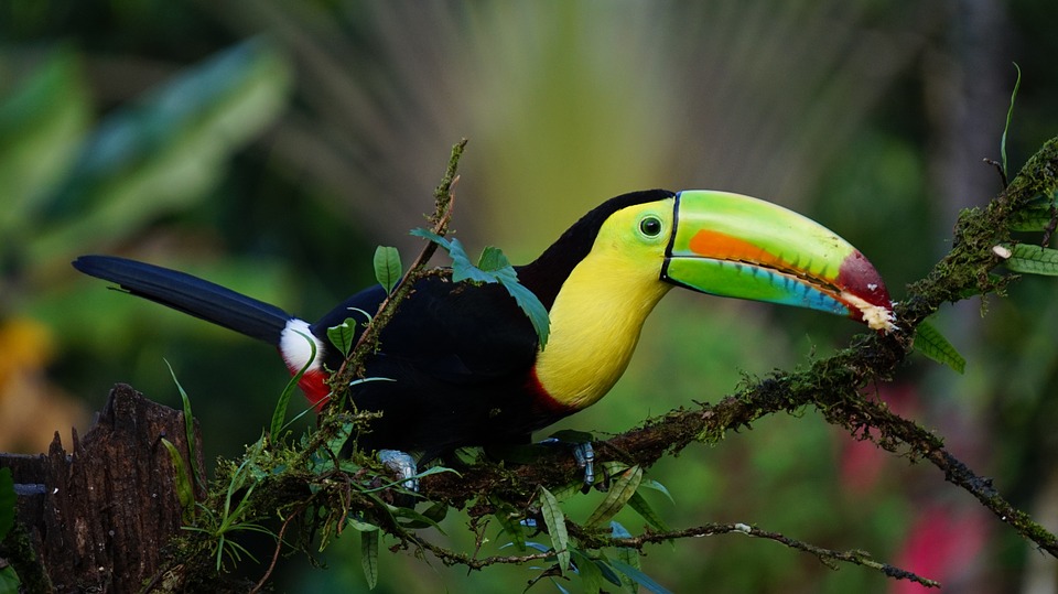 Costa Rica, a földi paradicsom